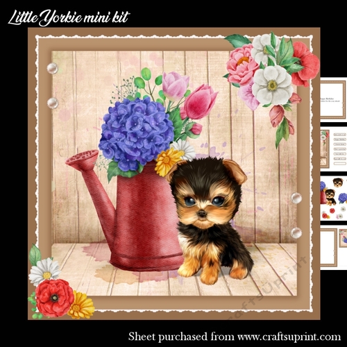 Little Yorkie