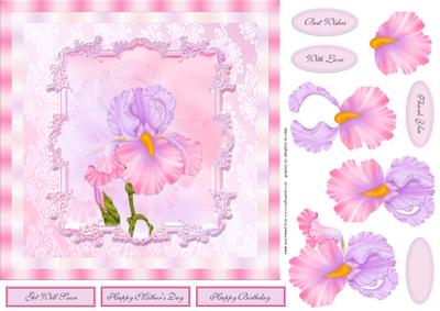 Pink Orchid