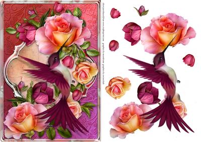 Humming Bird Card Front