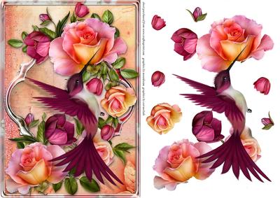 Humming Bird Card Front