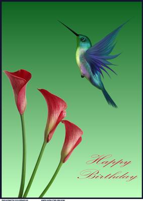 Humming Bird A4