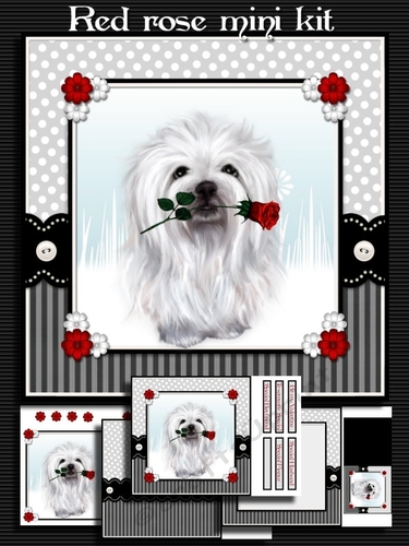 White dog, red rose
