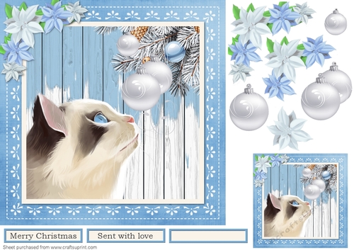 Cats at Christmas