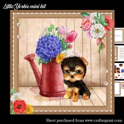 Little Yorkie