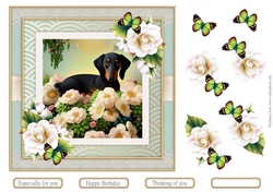 Dachshund