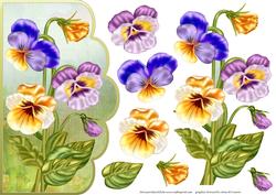 Pansy Scalloped Card Front