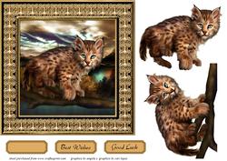 Mountain Cat
