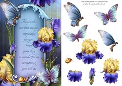 Butterflies and Iris