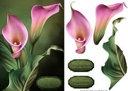 Callas Lilies Card Front