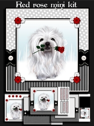 White dog, red rose