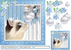 Cats at Christmas