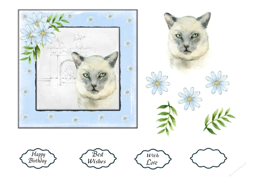 Cats 1