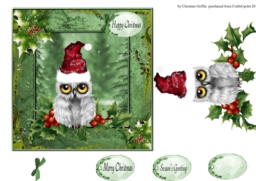 Cute Little Owl