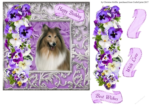 Beautiful Collie