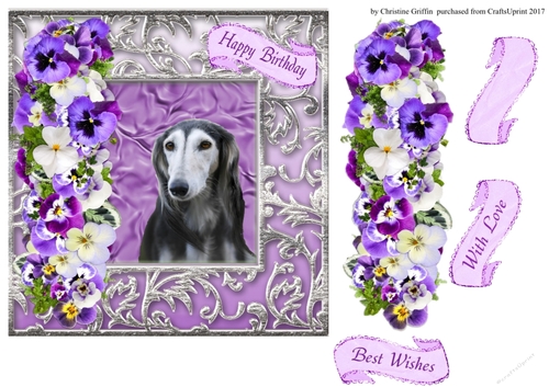 Beautiful Saluki