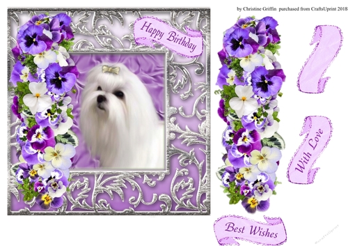 Beautiful Maltese