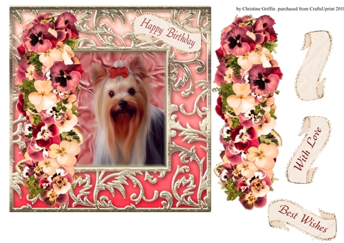 Beautiful Yorkie