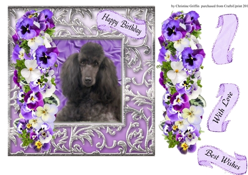 Beautiful Poodle