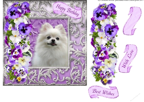 Beautiful Dog 5