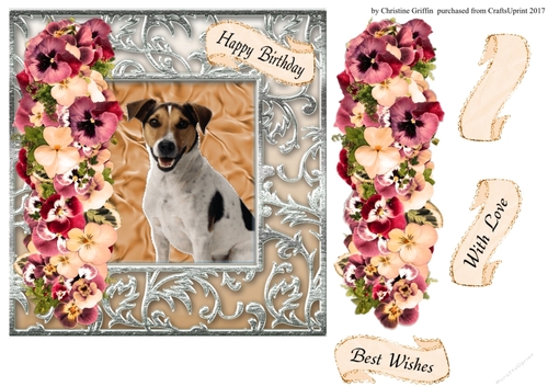 Beautiful Jack Russell 
