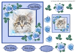 Cute Cat