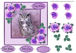 Beautiful Owl