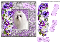 Beautiful Maltese