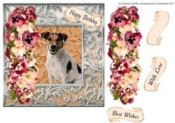 Beautiful Jack Russell