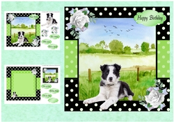 Black & White Dog