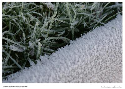 Jack Frost at Work - Frosty Log and Grass
