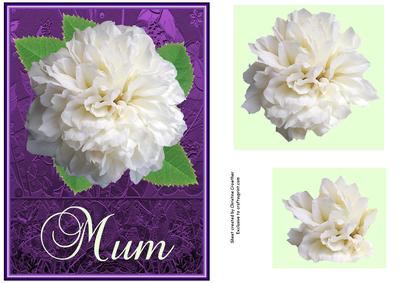 Big Bold White Rose for Mum