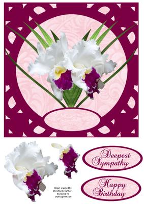 White & Cerise Orchid - Sympathy or Birthday