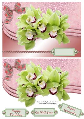 Green Orchids for Birthday Get Well or Sympathy