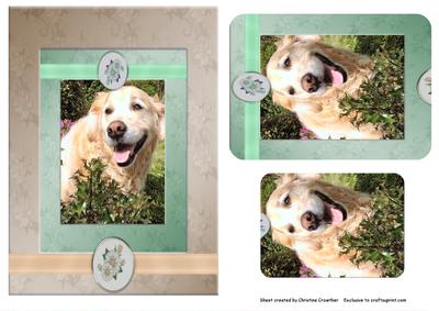 Golden Retriever in the Garden for Any Occasion