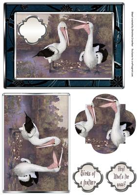 Birds of a Feather - Pelicans - What's the Goss?