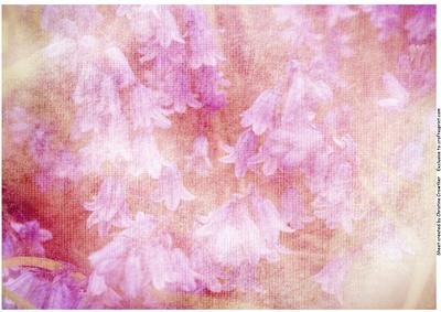 Abstract Bluebells Background - Pink Peach