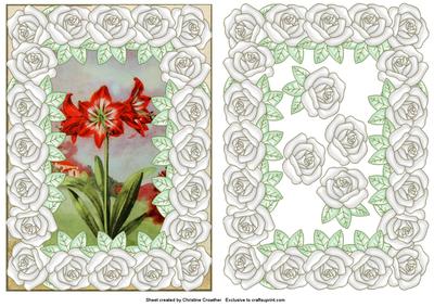 Large Pearly Rose Framed Red Amaryllis
