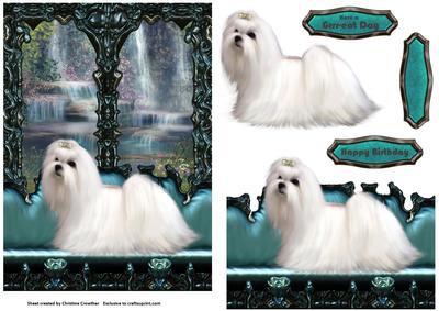 On My Window Seat - White Maltese