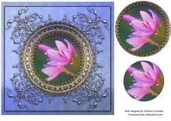 Kaffer Lily in Ornate Frame - Any Occasion Card
