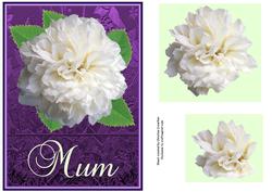 Big Bold White Rose for Mum