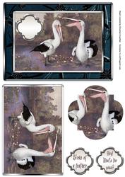Birds of a Feather - Pelicans - What's the Goss?
