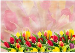 Real Tulip Border Backing Paper