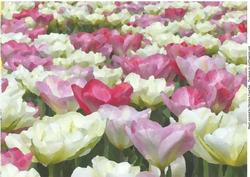 Painted Tulips Backing Paper