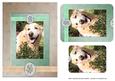 Golden Retriever in the Garden for Any Occasion