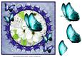 Blue Butterfly Framed White Flowers