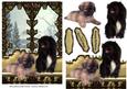 On My Window Seat - Two Pekinese