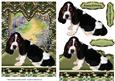 On My Window Seat - You're How Old? Basset Hound