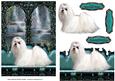 On My Window Seat - White Maltese