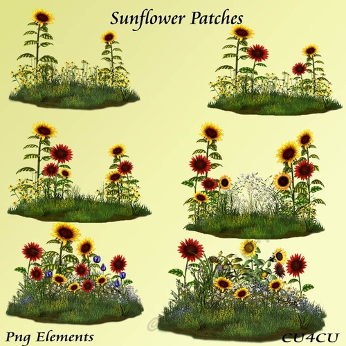 Sunflower Patches