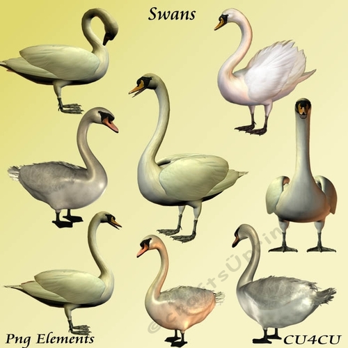 Swans